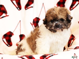 Mixed Breed dogs Tasha - Ad 10