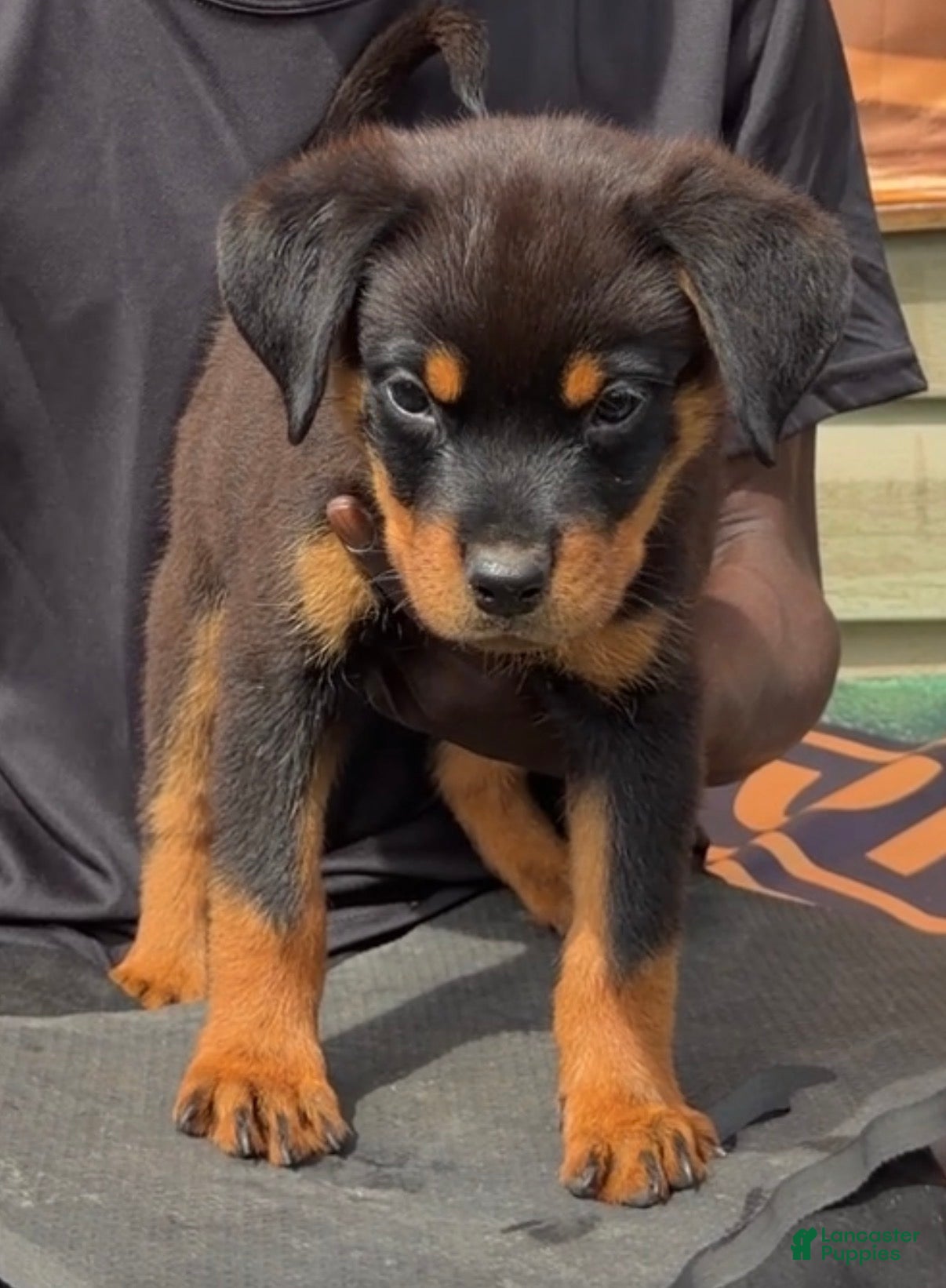 Rottweiler dogs for sale:  DD  - Ad 4