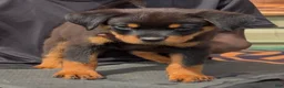 Rottweiler dogs for sale:  DD  - Ad 1