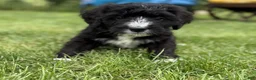 Bernedoodle dogs for sale: Chase - Ad 3