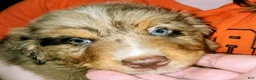 Australian Shepherd dogs for sale: Chip - Ad 3