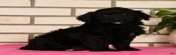 Yorkiepoo dogs for sale: Elliot - Ad 4