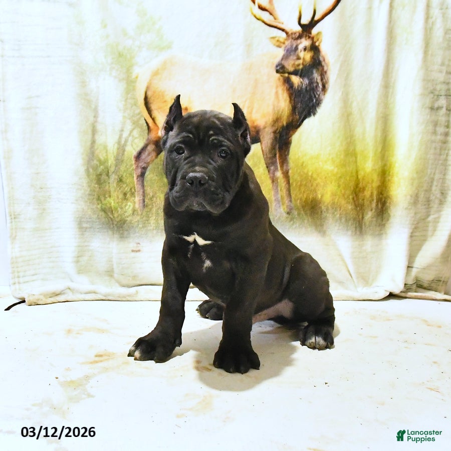 Cane Corso dogs Henry - Ad 1