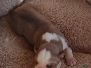 Siberian Husky dogs Siberian Husky Puppy 7 - Ad 4