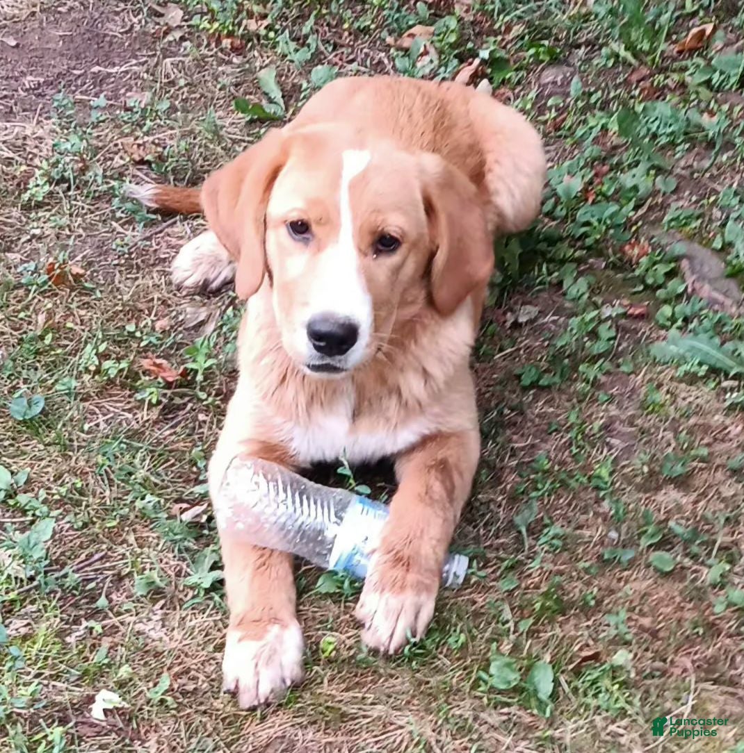 Mixed Breed dogs Daffy - Ad 1
