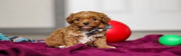 Cavapoo dogs for sale: Izzy - Ad 6