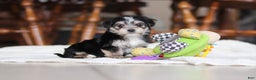 Morkie dogs for sale: Nora - Ad 13