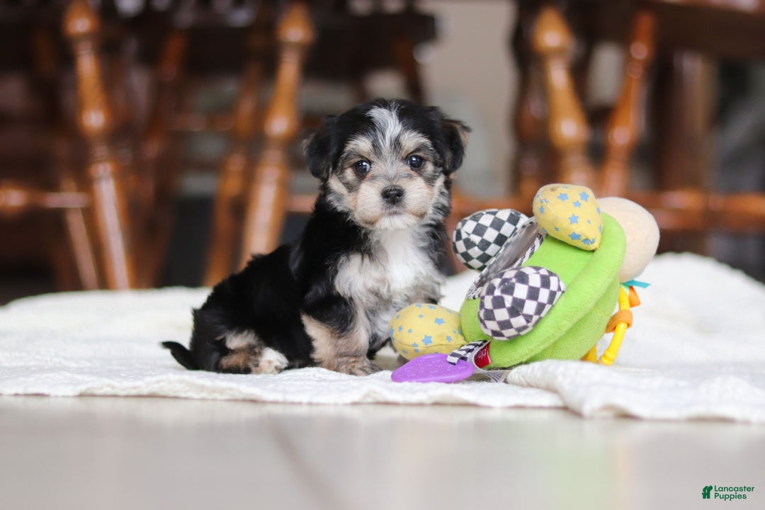 Morkie dogs for sale: Nora - Ad 13