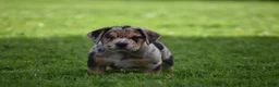 Beabull dogs for sale: Denver - Ad 14