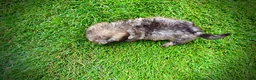 Havapoo dogs for sale: Fancy - Ad 10
