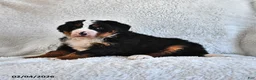 Bernese Mountain Dog dogs for sale: Jasmine - Ad 3