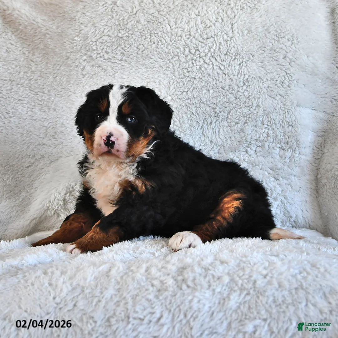 Bernese Mountain Dog dogs for sale: Jasmine - Ad 3