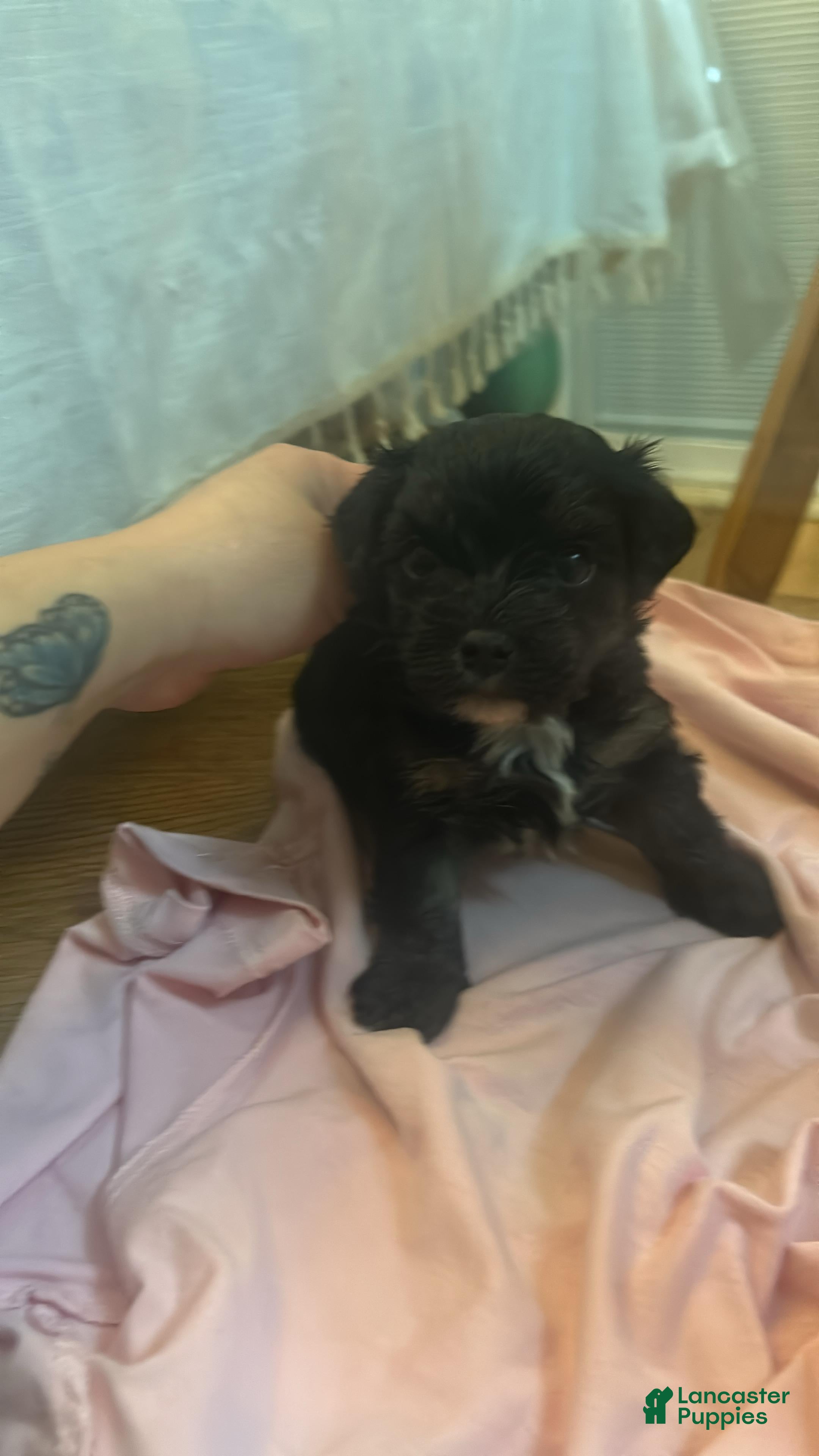 Shihpoo dogs Shihpoo Puppy 2 - Ad 1