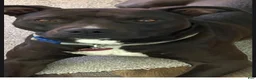 Mixed Breed dogs for sale: Mixed Breed 1 - Ad 4