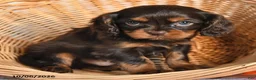Cavalier King Charles Spaniel dogs for sale: Landon - Ad 4