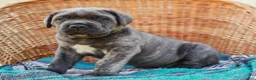 Cane Corso dogs for sale: Maximus (Champion Bloodline) - Ad 3