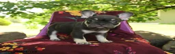 French Bulldog dogs for sale: Fiona - Ad 3