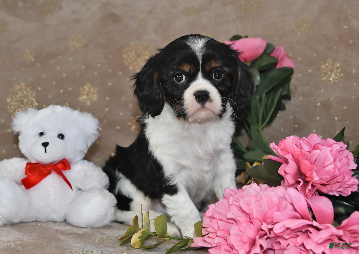 Cavalier King Charles Spaniel dogs Charlie - Ad 1
