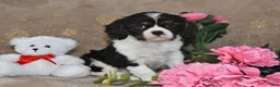 Cavalier King Charles Spaniel dogs for sale: Charlie - Ad 1
