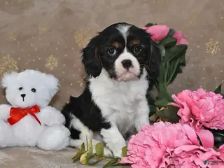 Cavalier King Charles Spaniel dogs for sale: Charlie - Ad 1