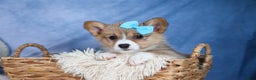 Welsh Corgi Pembroke dogs for sale: Ace - Ad 1