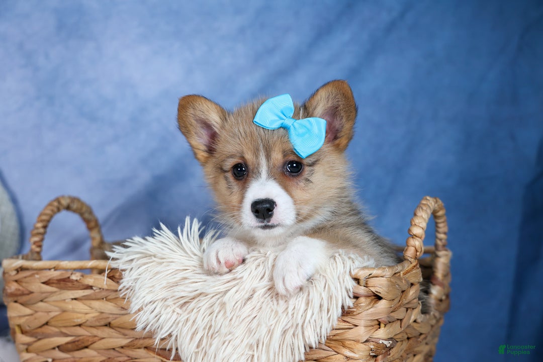 Welsh Corgi Pembroke dogs for sale: Ace - Ad 1