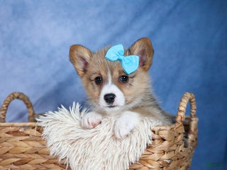 Welsh Corgi Pembroke dogs Ace - Ad 33