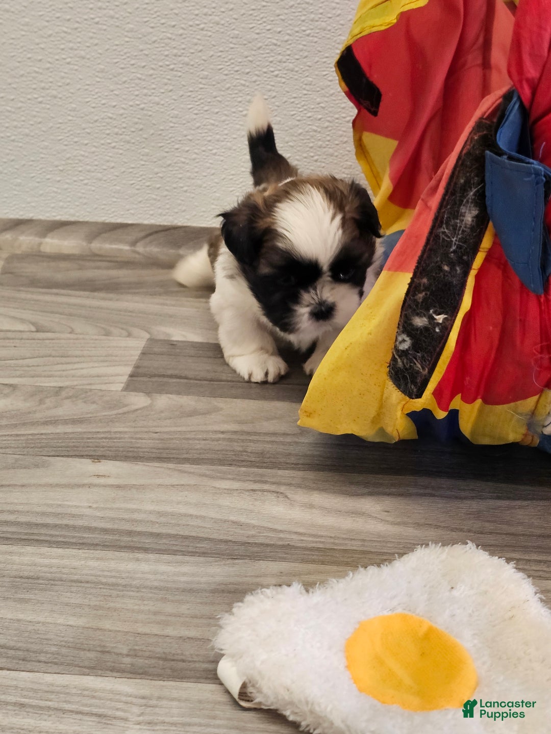 Shih Tzu dogs for sale: Gordon Ckc - Ad 13