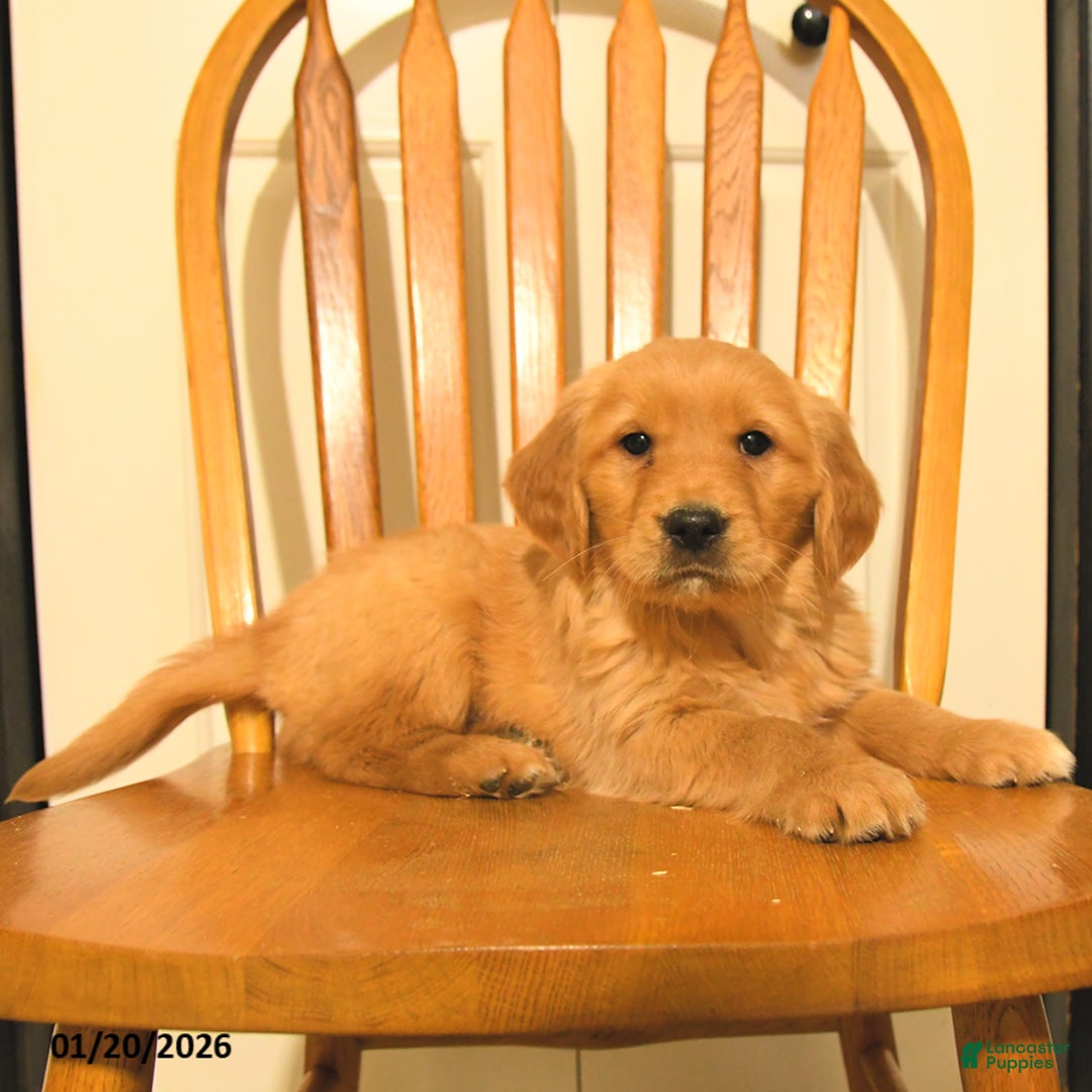 Golden Retriever dogs for sale: Bach - Ad 5