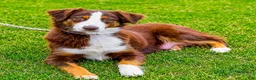 Aussiedoodle dogs for sale: Bear - Ad 8