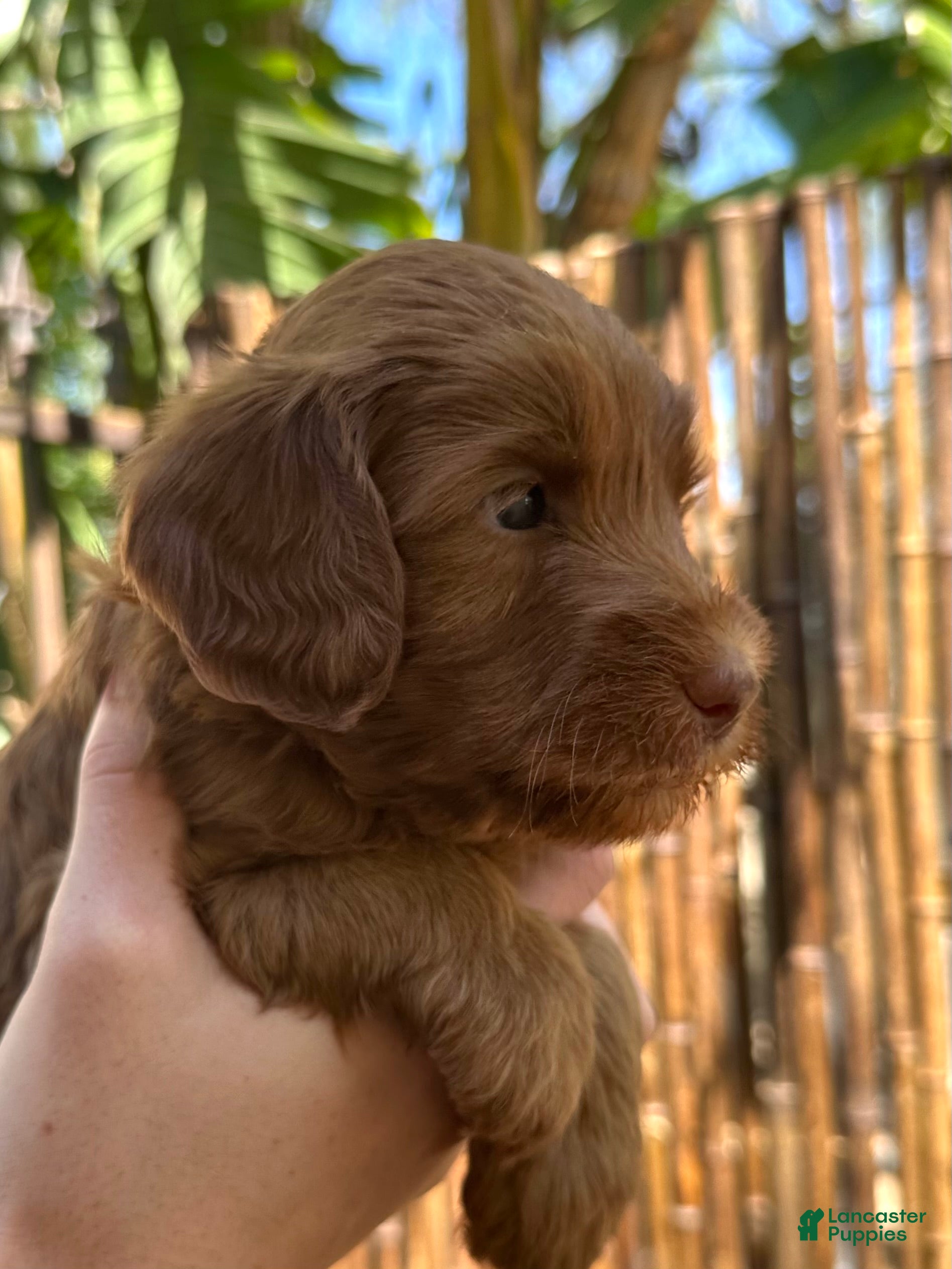 Australian Labradoodle dogs for sale: Duke - Ad 2