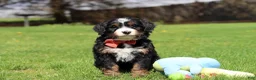 Mini Bernedoodle dogs for sale: Tulsi - Ad 9