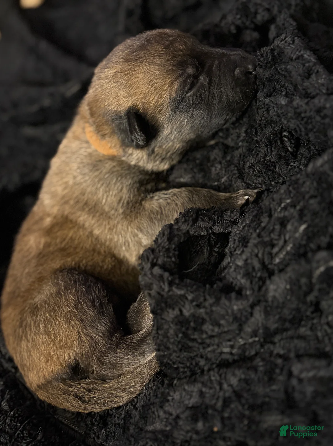 Belgian Malinois dogs for sale: Belgian Malinois Puppy 7 - Ad 1