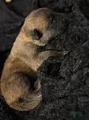 Belgian Malinois Puppy 7