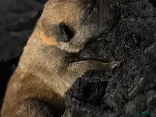 Belgian Malinois dogs Belgian Malinois Puppy 7 - Ad 3