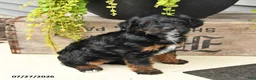 Jackapoo dogs for sale: Jenny - Ad 3