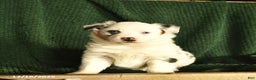 Australian Shepherd dogs for sale: Harley  - Ad 3