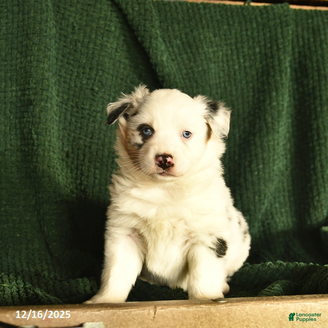 Australian Shepherd dogs for sale: Harley  - Ad 3