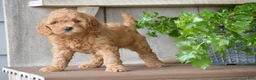 Mini Goldendoodle dogs for sale: Bentley - Ad 8