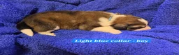 Mixed Breed dogs for sale: Light blue - Ad 5