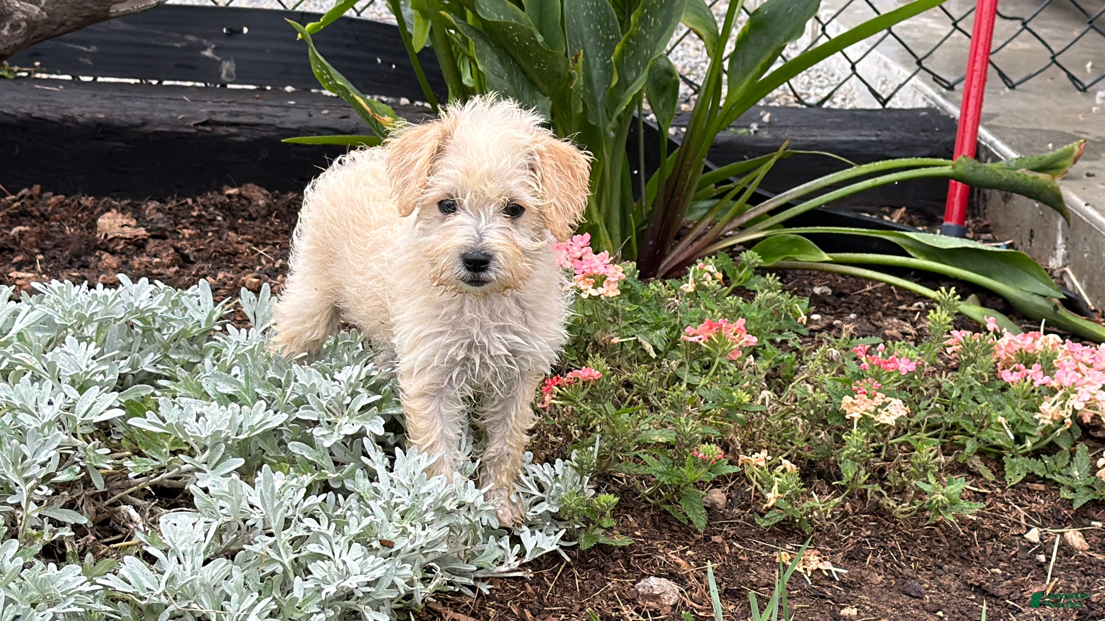 Schnoodle dogs Missy - Ad 1