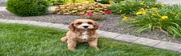Cavapoo dogs for sale: Henry F1 - Ad 2