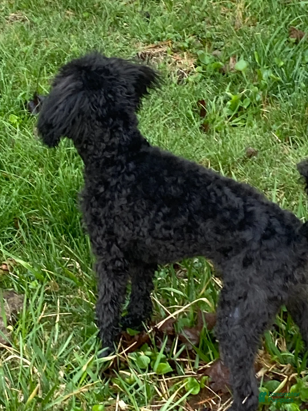 Miniature Poodle dogs for sale: Harry Houdini  - Ad 3