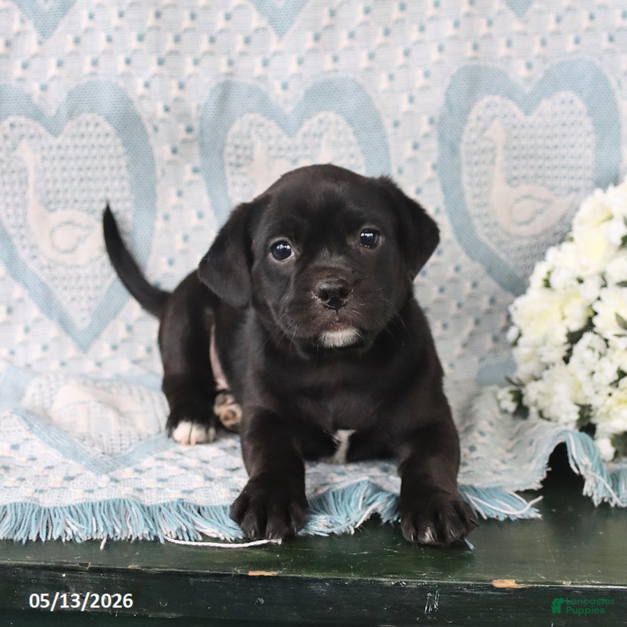 Jug dogs for sale: Cookie - Ad 4