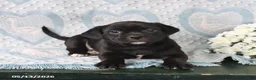 Jug dogs for sale: Cookie - Ad 1