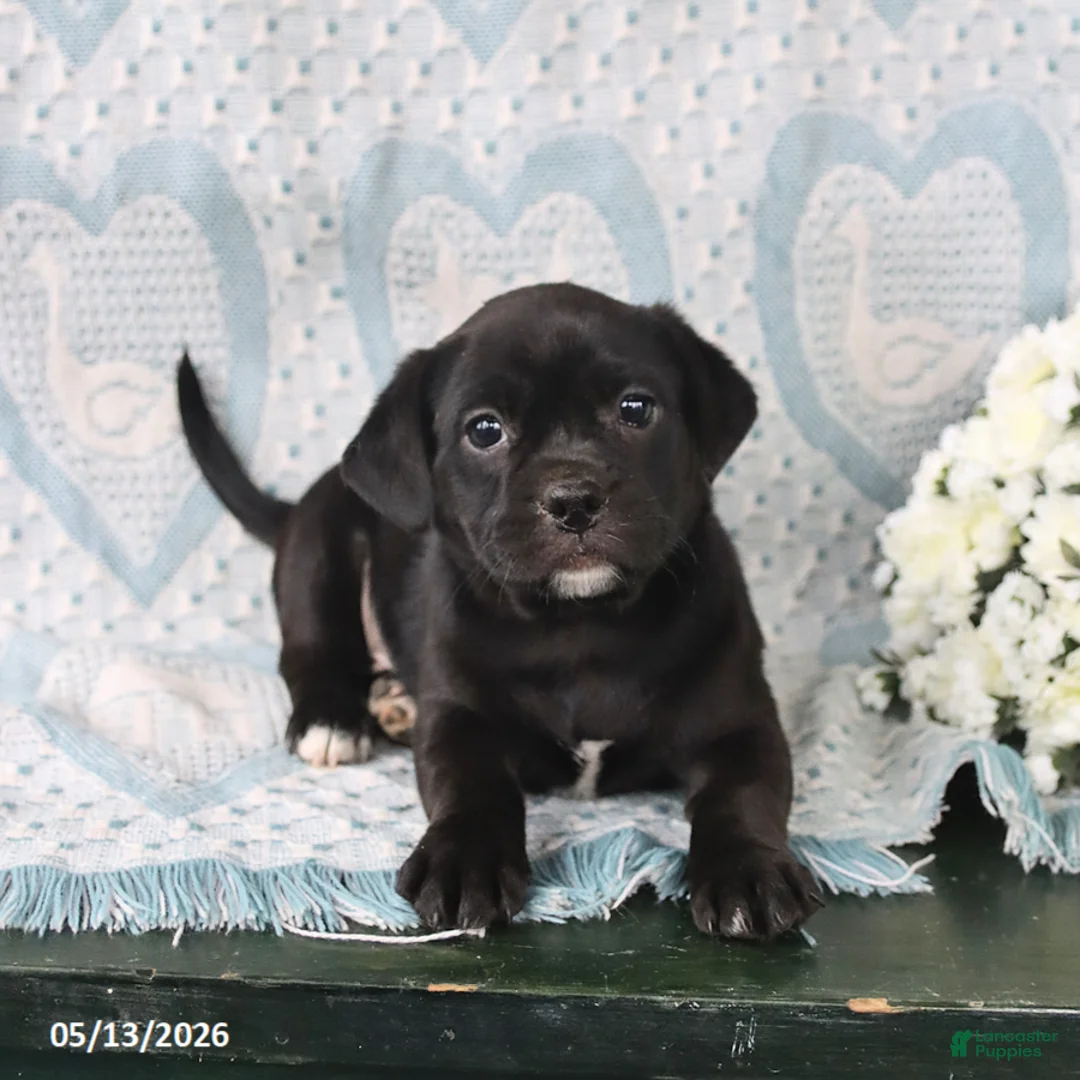 Jug dogs for sale: Cookie - Ad 1