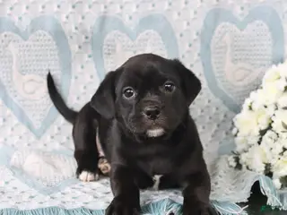 Jug dogs for sale: Cookie - Ad 4