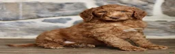 Goldendoodle dogs for sale: Jarvis  - Ad 3
