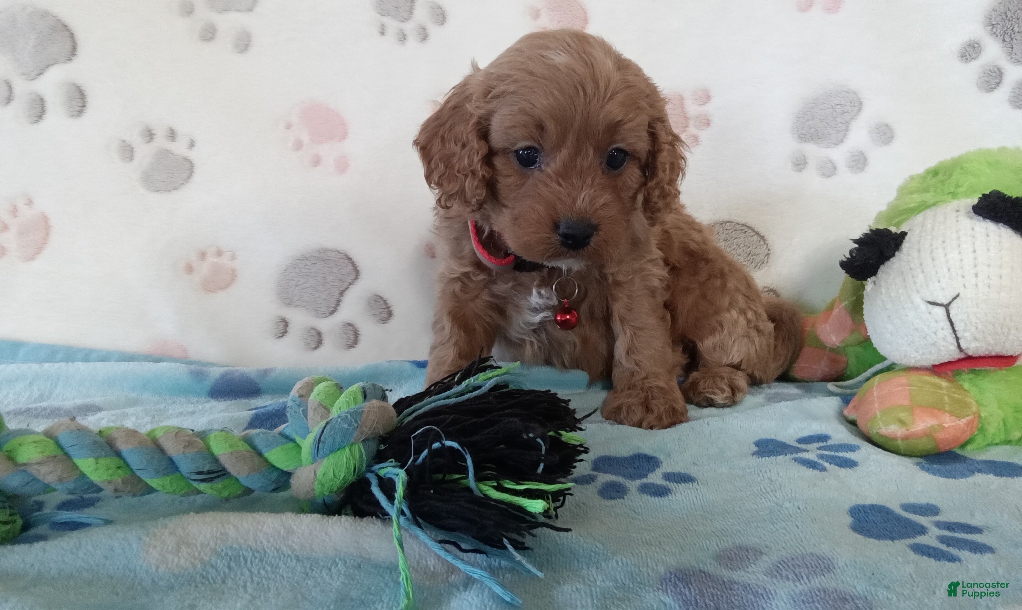 Cavapoo dogs Vincent  - Ad 2