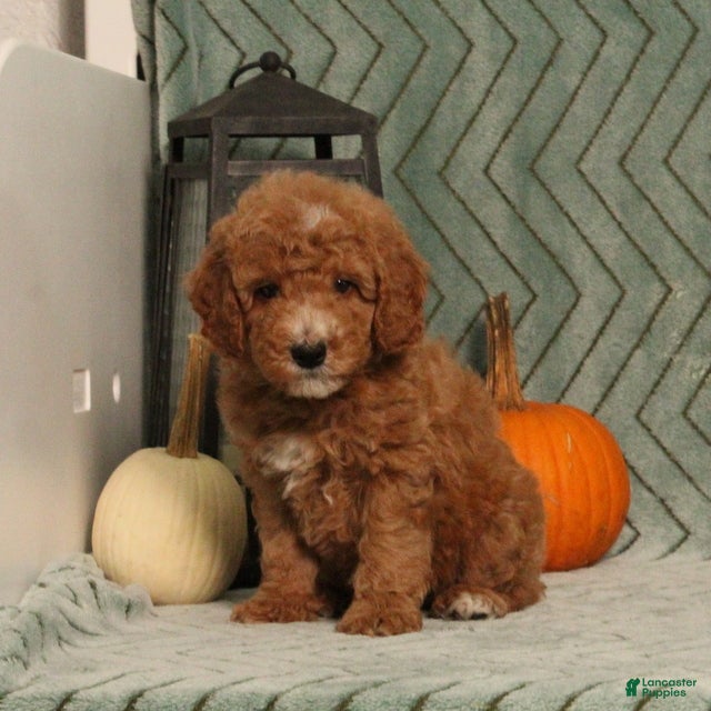 Miniature Poodle dogs Goofy - Ad 1